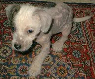 Gismo